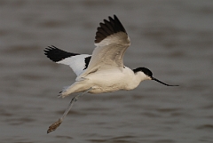 David Plant Photography - Wildlife Photography - Avocet - C